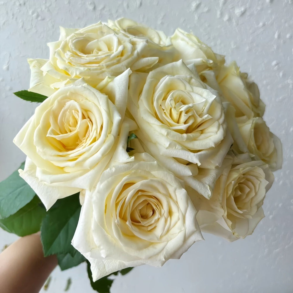 Albatross Rose Plant｜信天翁 image 2