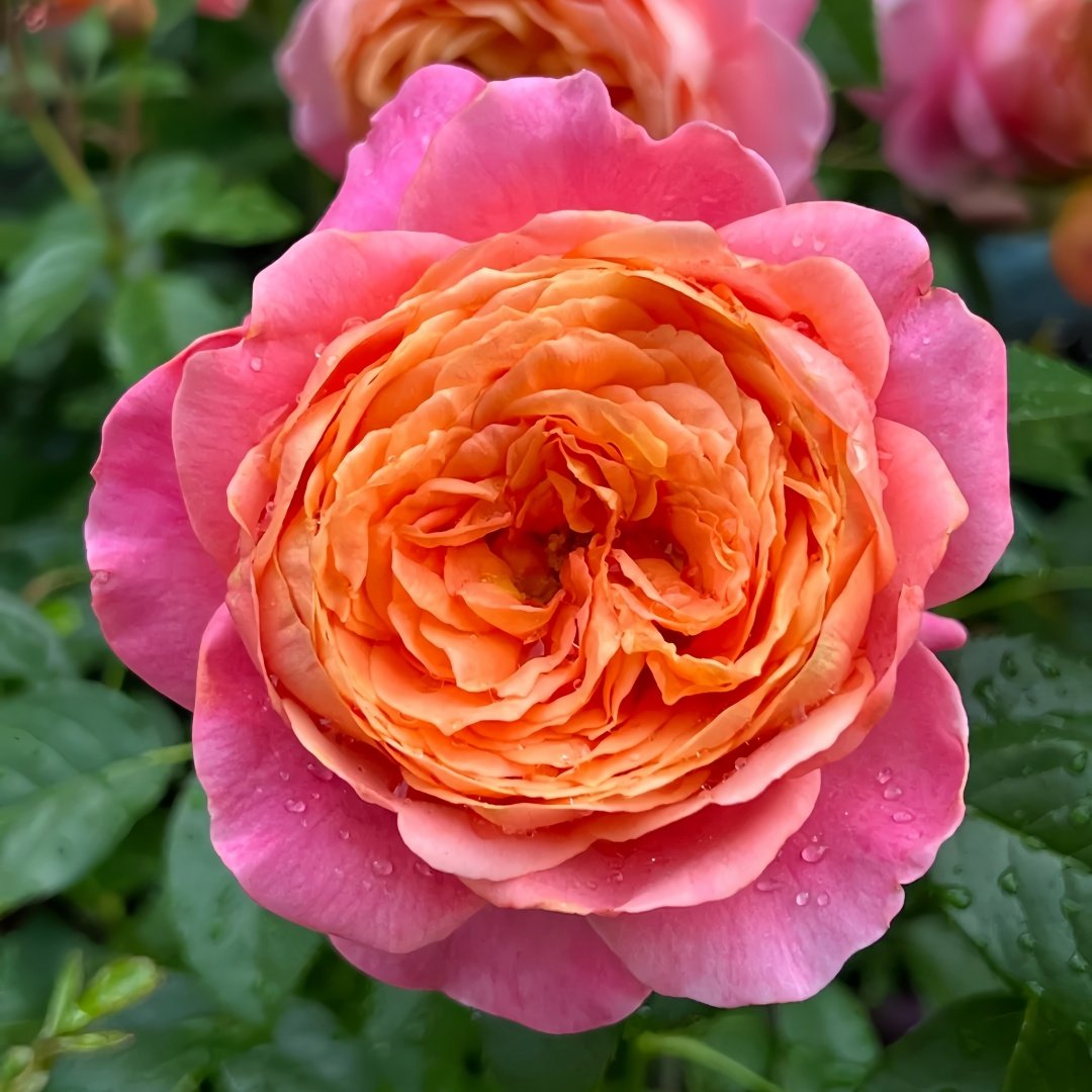 JuZi Rose Plant-橘子 image 0
