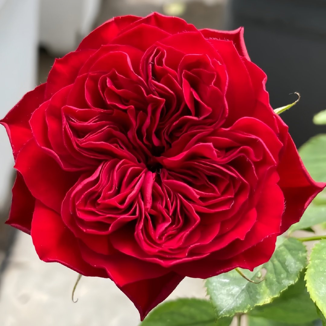 Lovett Rose Plant｜爱之花 image 2