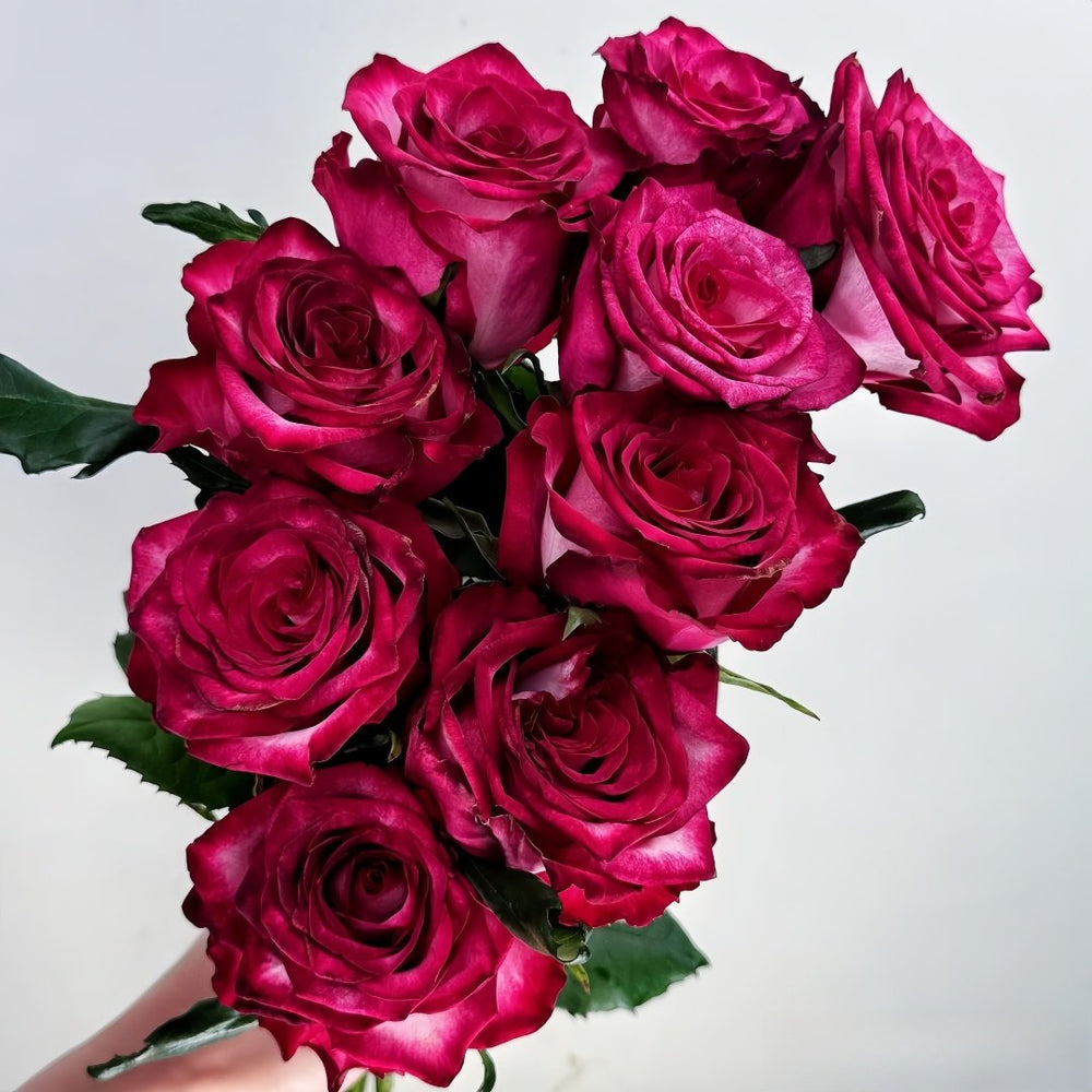 Ripasso Rose Plant｜里帕索 image 7