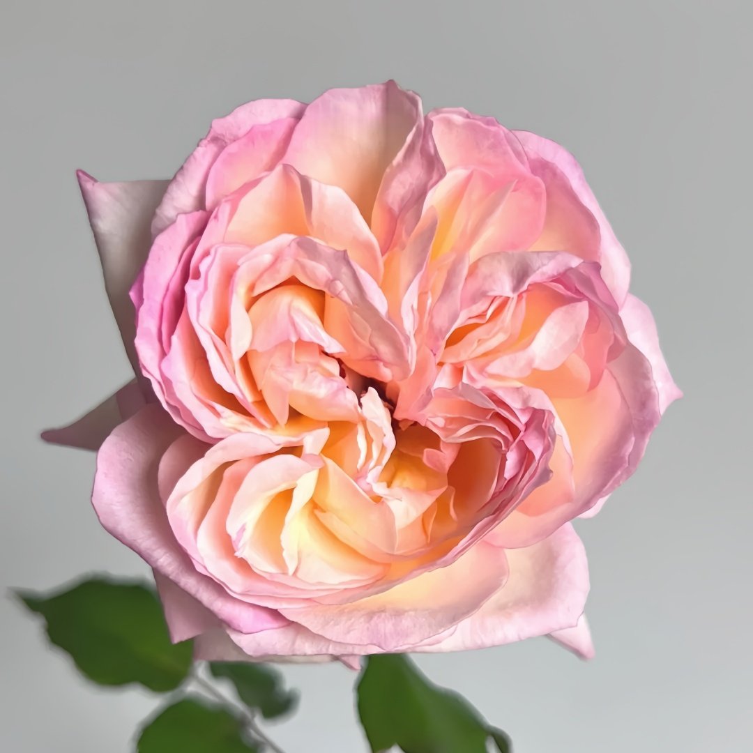 Avekutowa Rose Plant｜与你同在 image 0