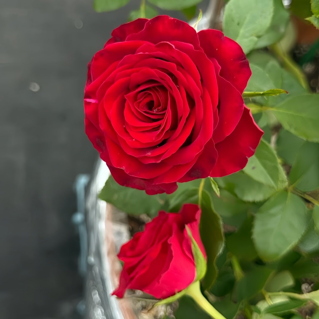 Hallelujah Rose Plant|哈利路亚 image 8