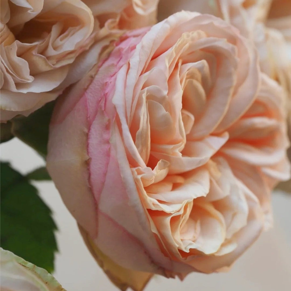 Gentle Trendsetter Rose Plant | 温柔宝藏 image 6