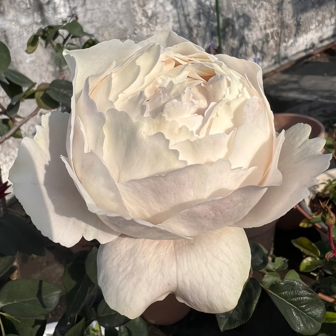 Yves Cullum Rose Plant｜伊芙卡勒姆 image 5
