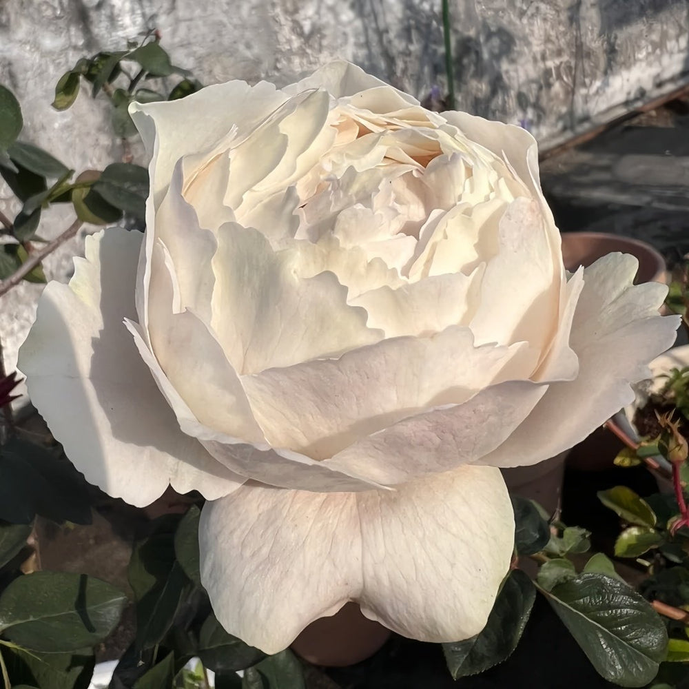 Yves Cullum Rose Plant｜伊芙卡勒姆 image 5