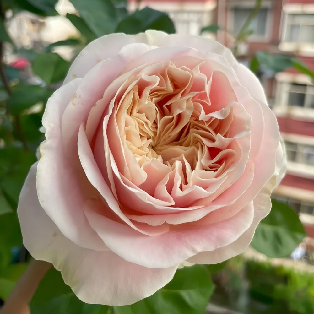 Chiffonade Rose Plant | 雪纺 image 3