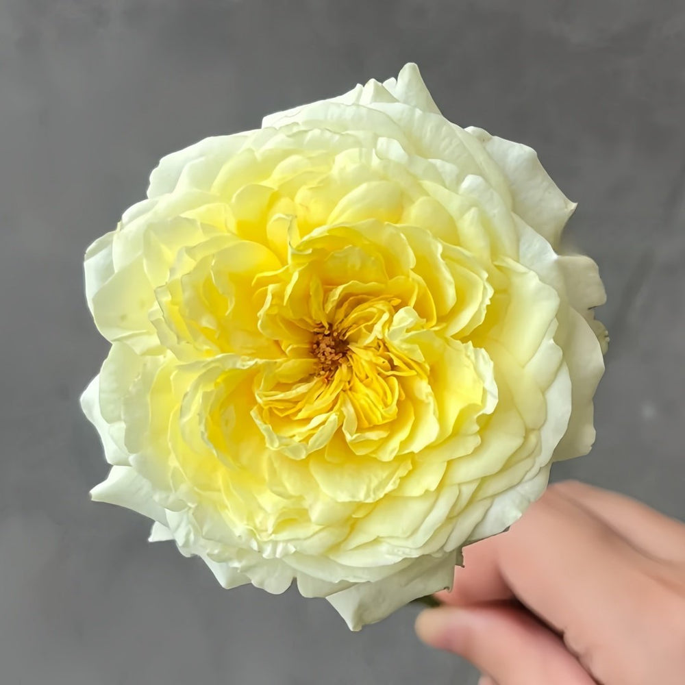 Sicilienne Rose Plant｜西西里舞曲 image 2