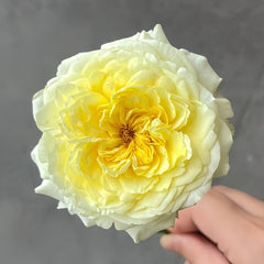 Sicilienne Rose Plant｜西西里舞曲 image 2