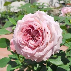 The Pride Rose Plant|尼普荣耀 image 3