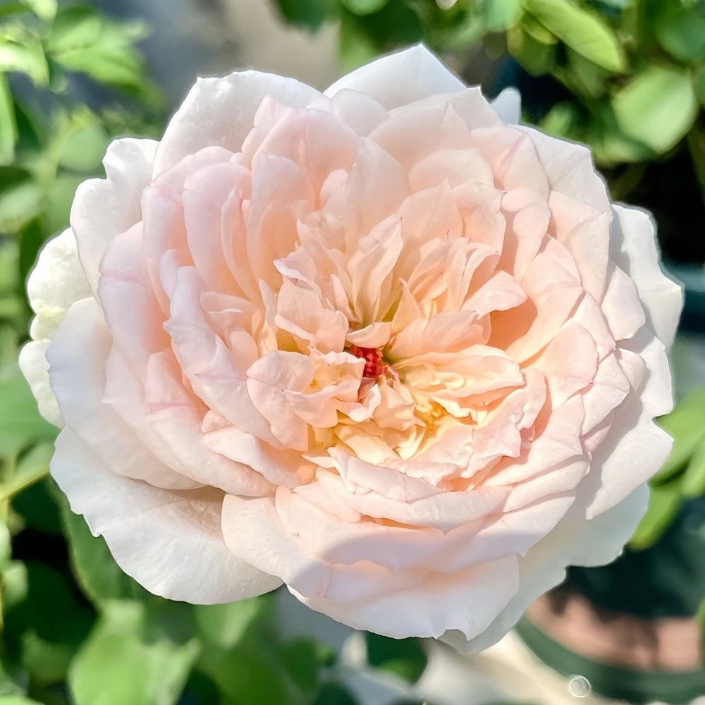 M-nostalgic romance Rose Plant|怀旧浪漫 image 8