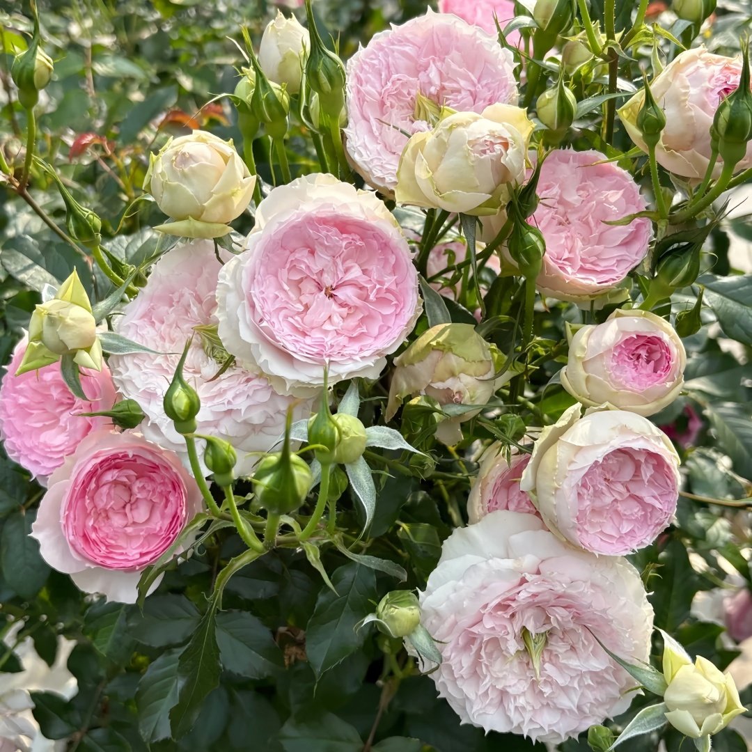 Rongrongyue Rose Plant|溶溶月 image 8