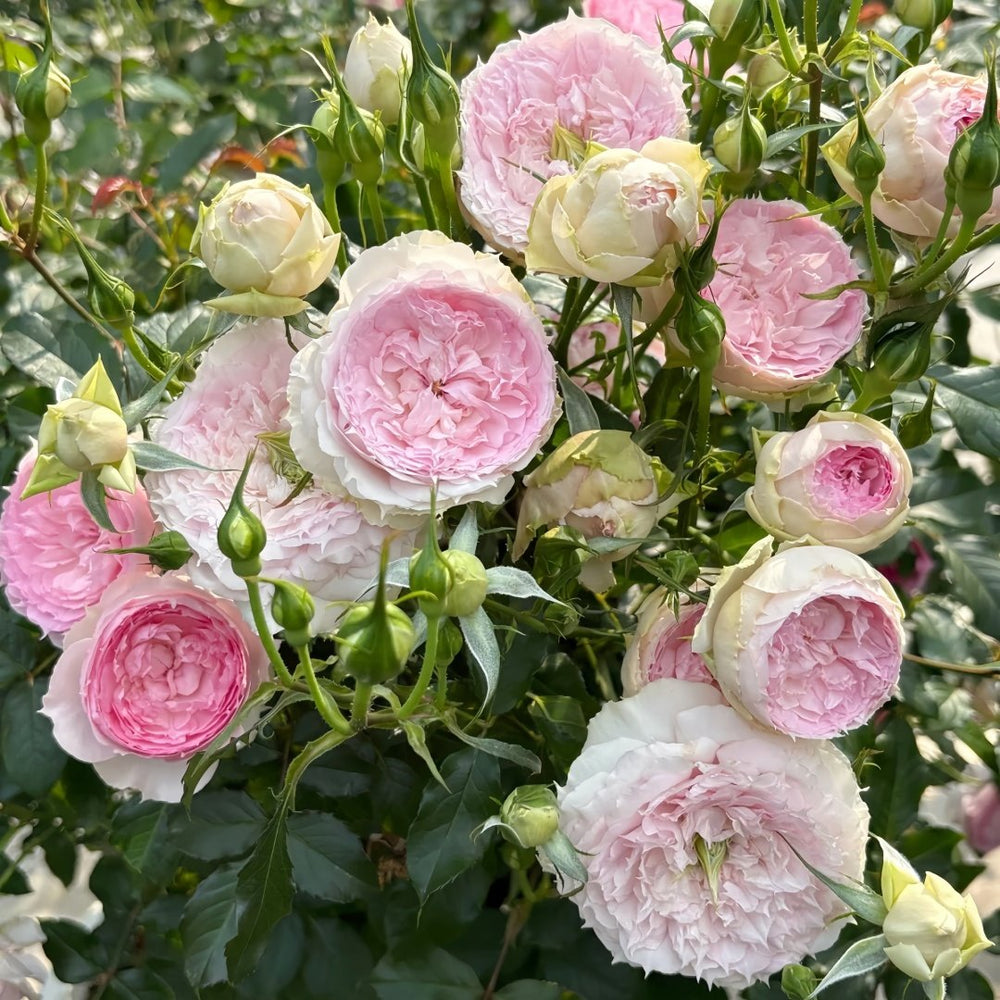 Rongrongyue Rose Plant|溶溶月 image 8
