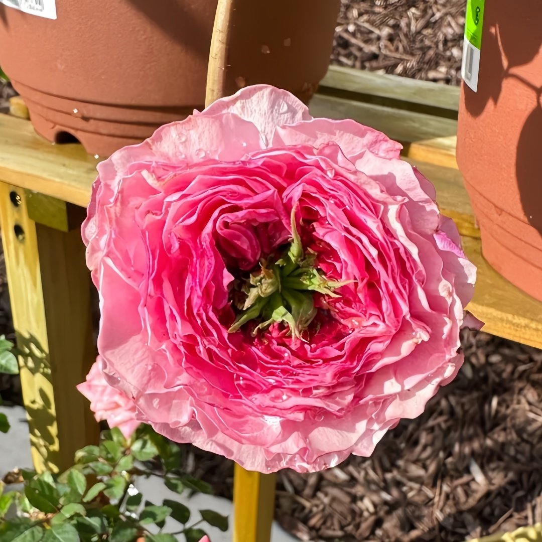 Jardin Parfumen Amoureuse Rose Plant｜禁忌感官 image 2