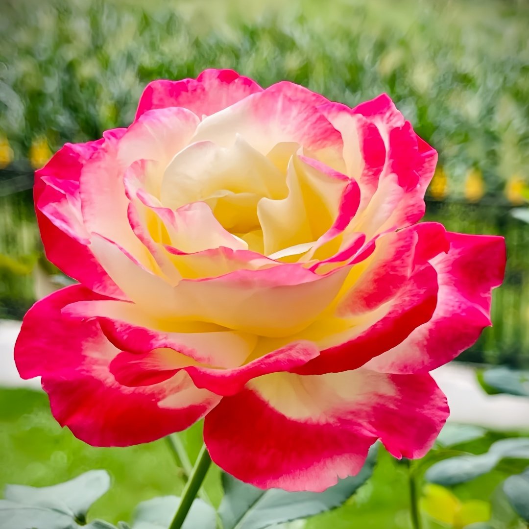 Double Delight Rose Plant｜红双喜 image 4