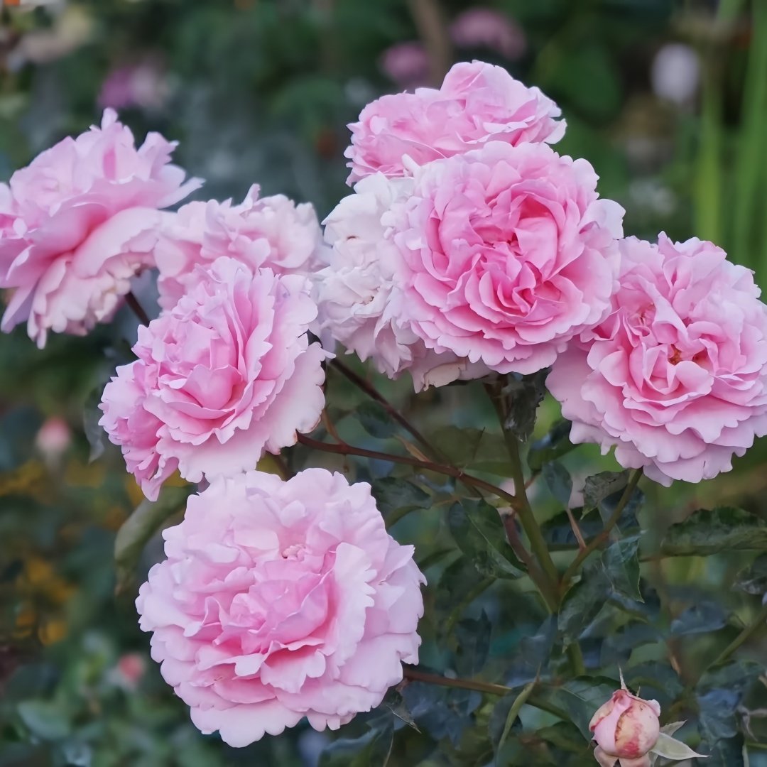 Jeanne Loriod Rose Plant｜伊芙珍妮洛德 image 4