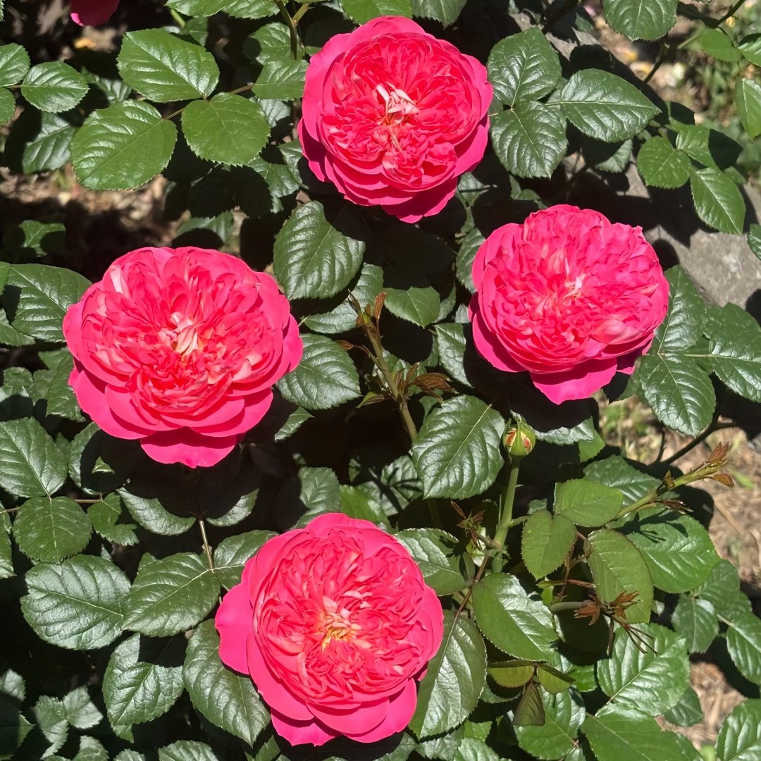 LionHeart Rose Plant|狮子心 image 6