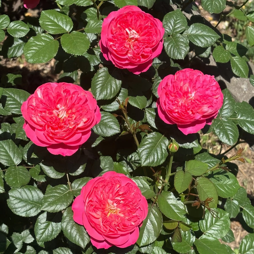 LionHeart Rose Plant|狮子心 image 6