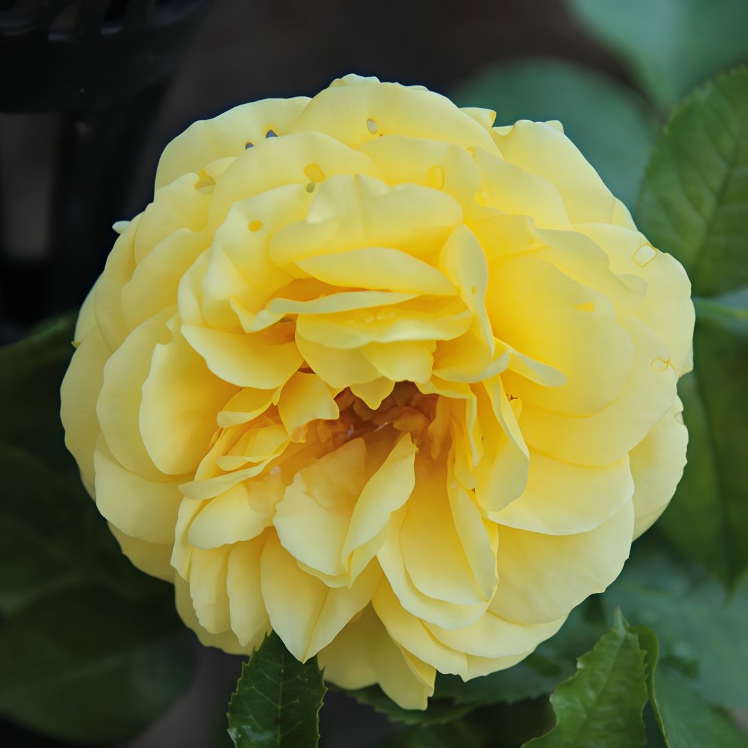 Inka Rose Plant|樱卡 image 0