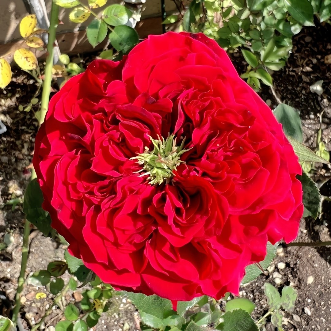 Red Eye Rose Plant｜红眼睛 image 0