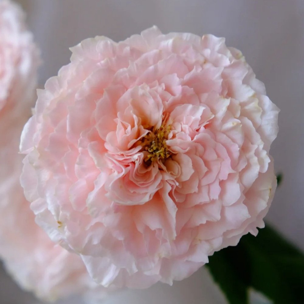 Tsumugi-Hirari Rose Plant｜紬-曼舞 image 0