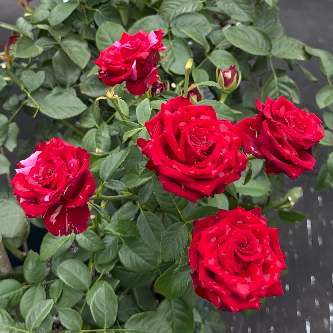 Red Panther Rose Plant｜红色豹子 image 4