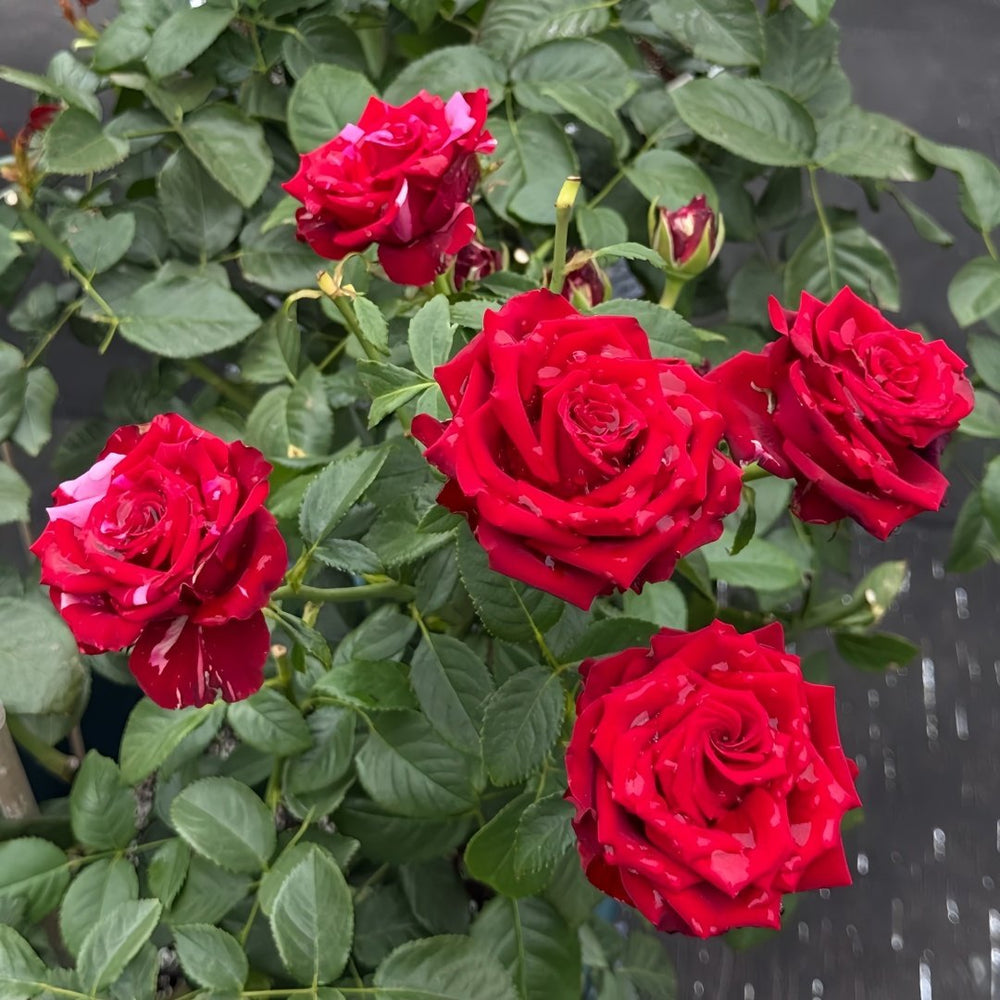 Red Panther Rose Plant｜红色豹子 image 4