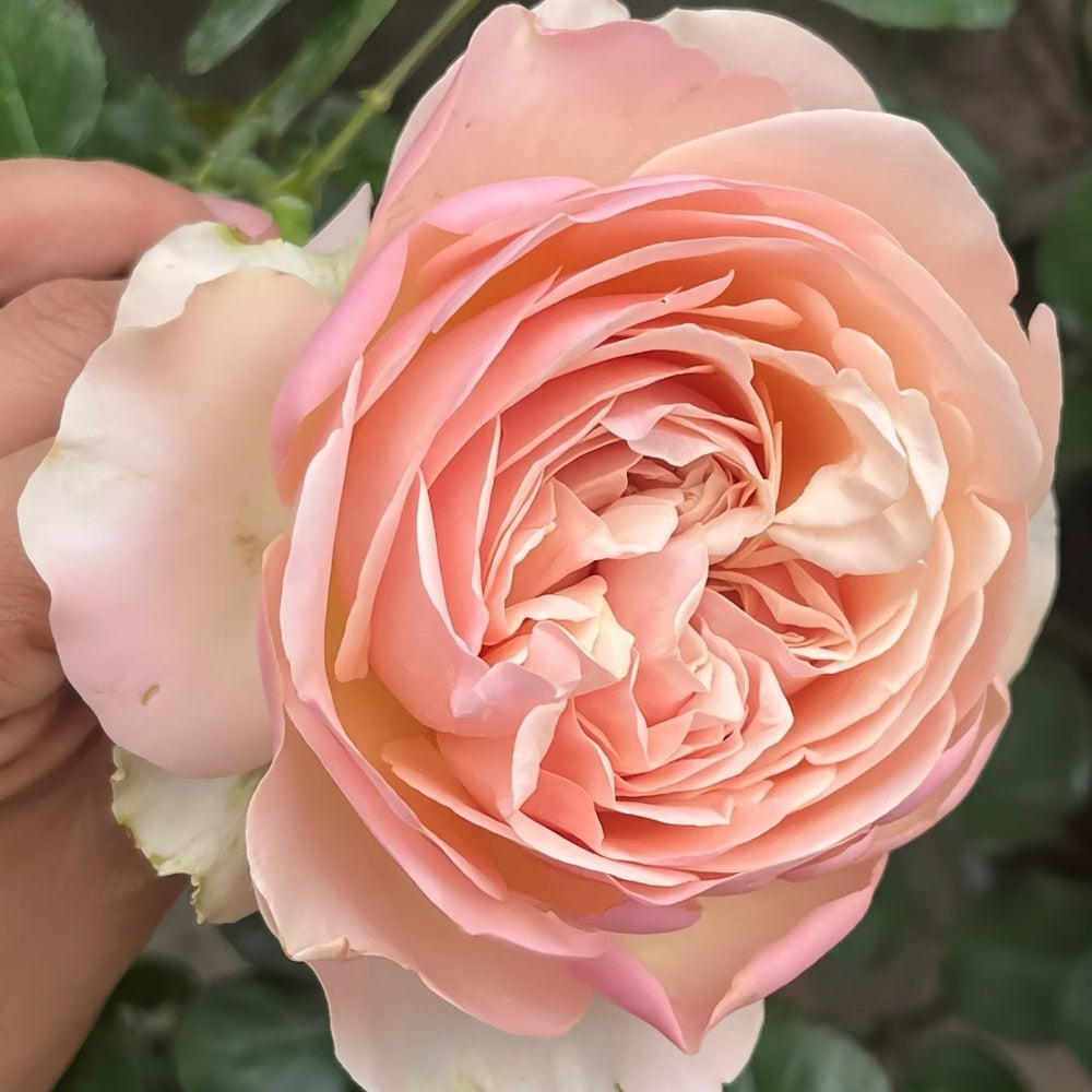 Unforgettable Rose Plant｜难忘 image 3
