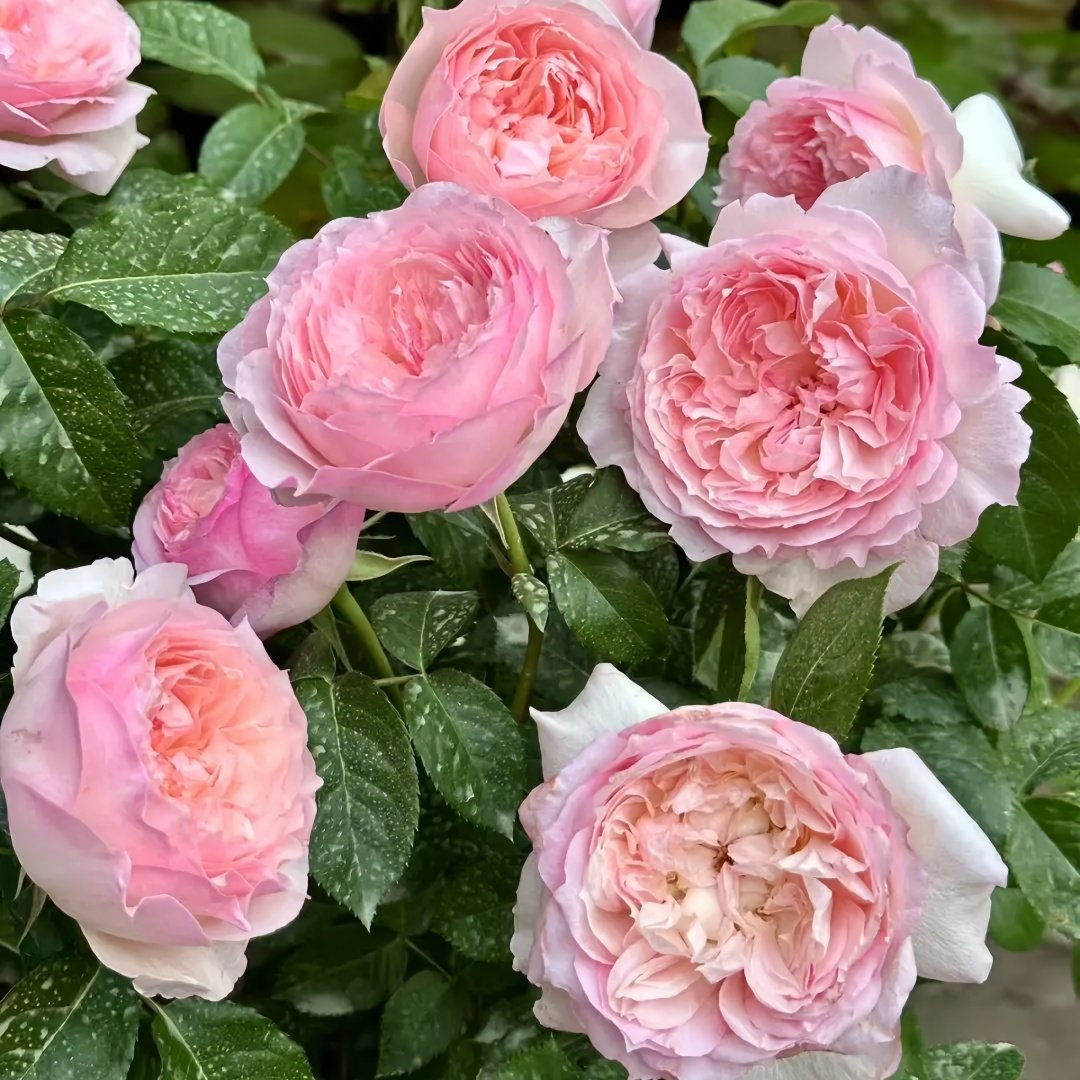 Le Rire Rose Plant｜乐咲 image 8