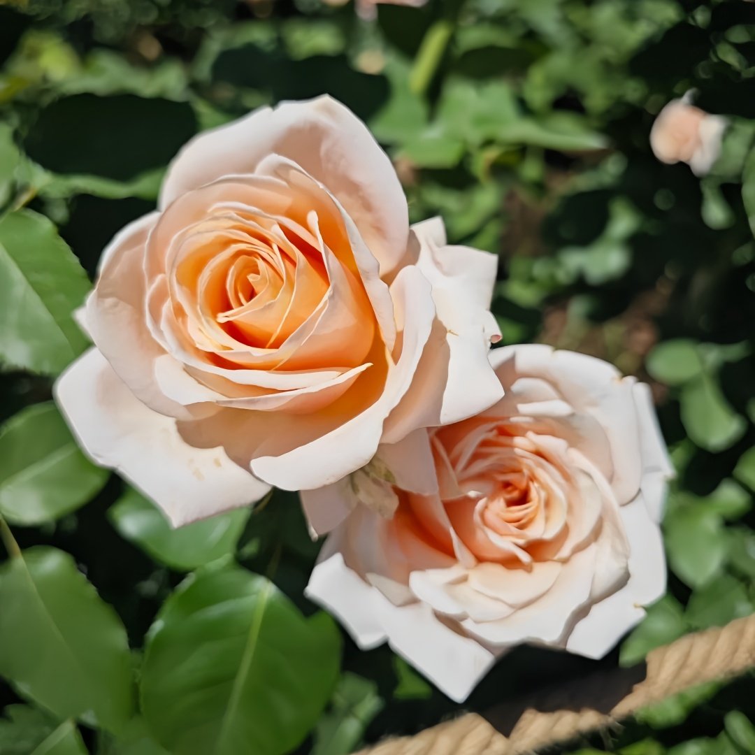 Paul Ricard Rose Plant｜保罗理查德 image 4