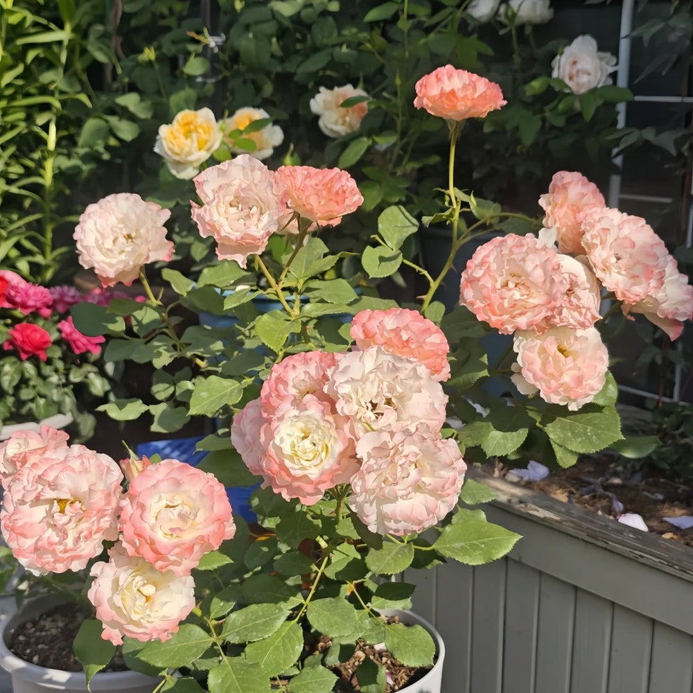 Carmagnole Rose Plant｜革命曲 image 6