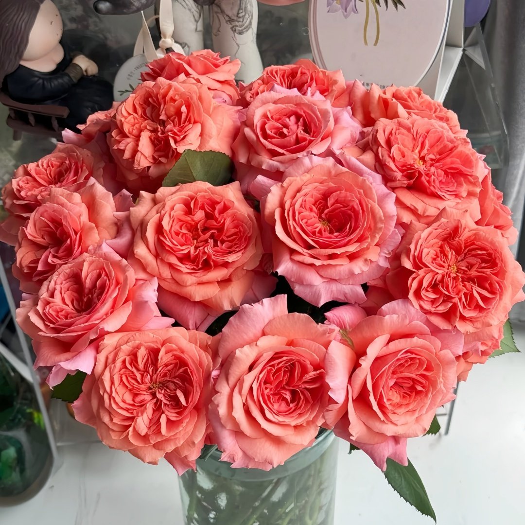 Amour de Molène Rose Plant | 莫莱纳之爱 image 0