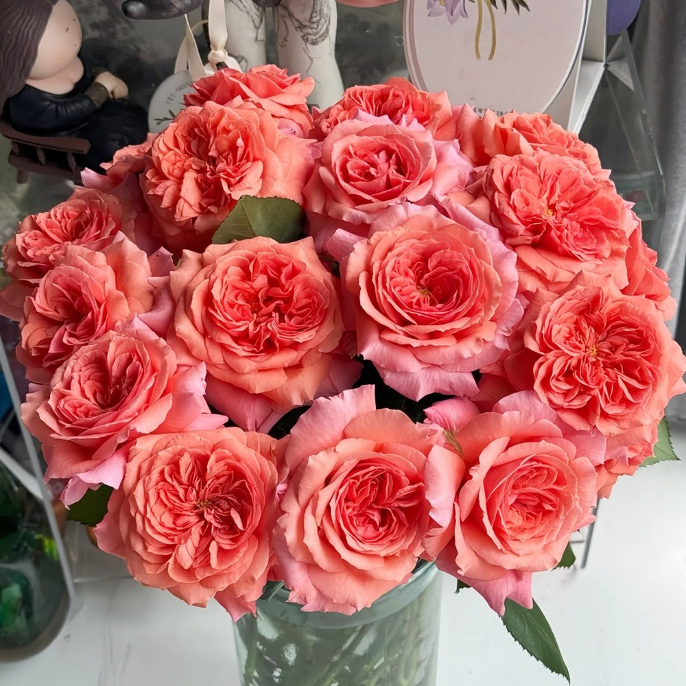 Amour de Molène Rose Plant | 莫莱纳之爱 image 0