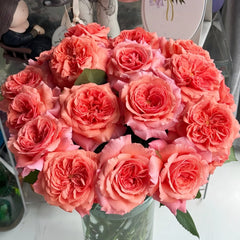 Amour de Molène Rose Plant | 莫莱纳之爱 image 0