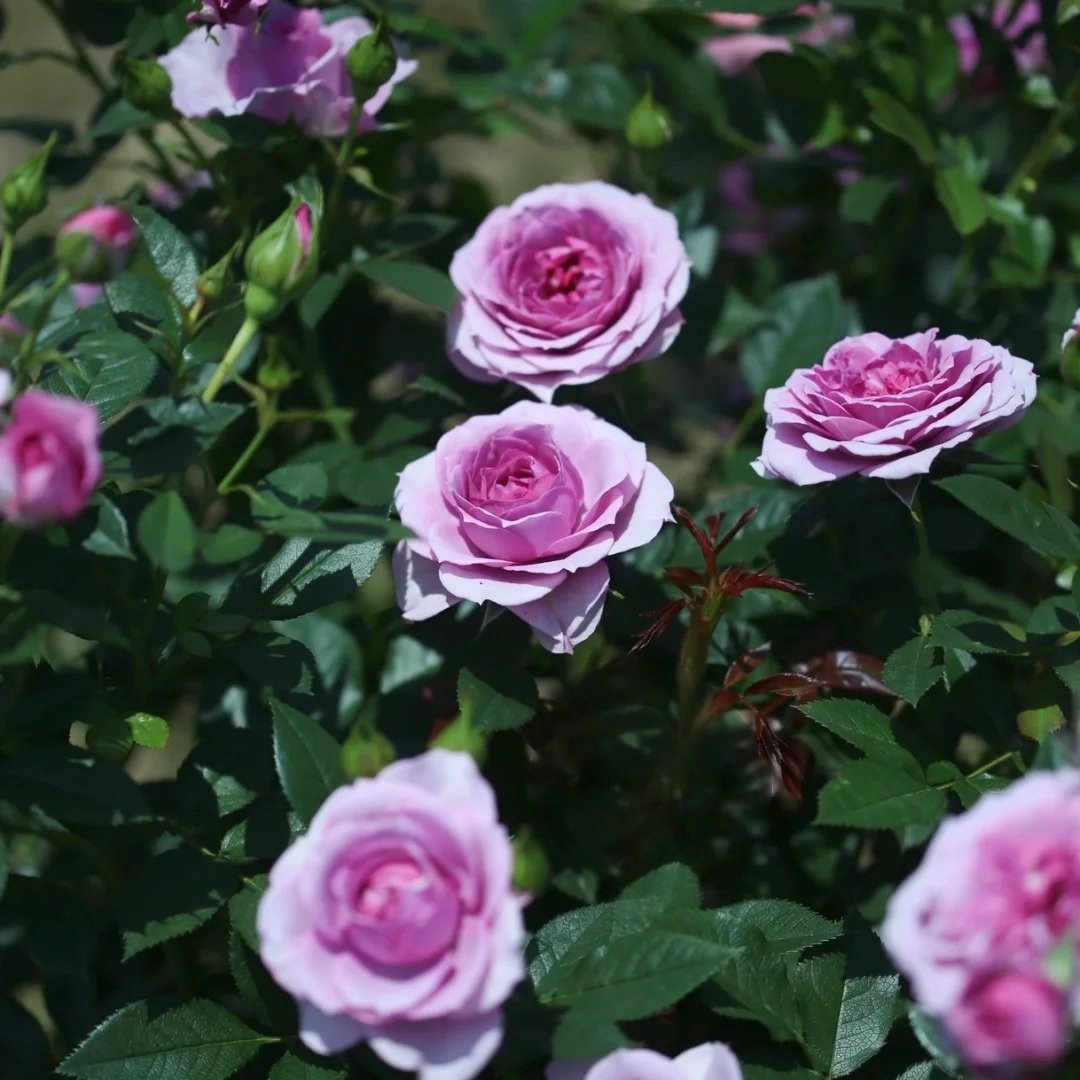 Lavender Flower Circus Rose Plant｜薰衣草门廊 image 8