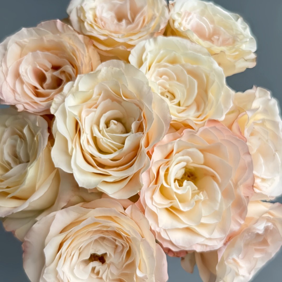 Hazel Rose Plant|赫兹 image 9
