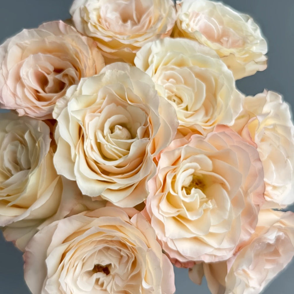 Hazel Rose Plant|赫兹 image 9
