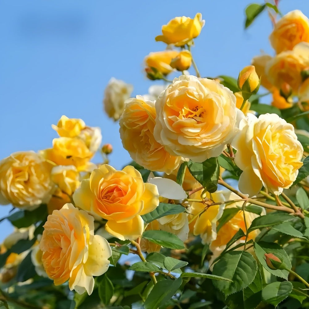 Crown Princess Margareta Rose Plant | 玛格丽特王妃 image 7
