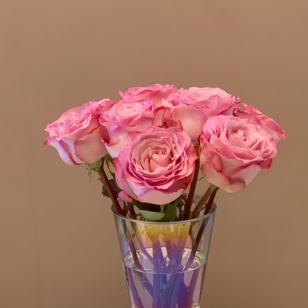 Ginette Rose Plant｜吉内特 image 8