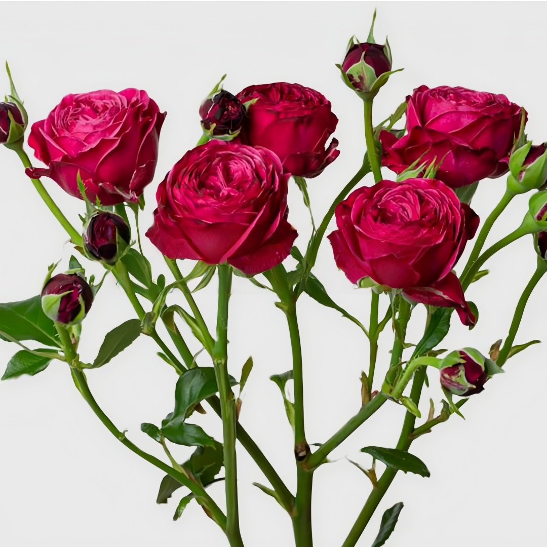 Party Trendsetter Rose Plant｜潮流派对 image 6