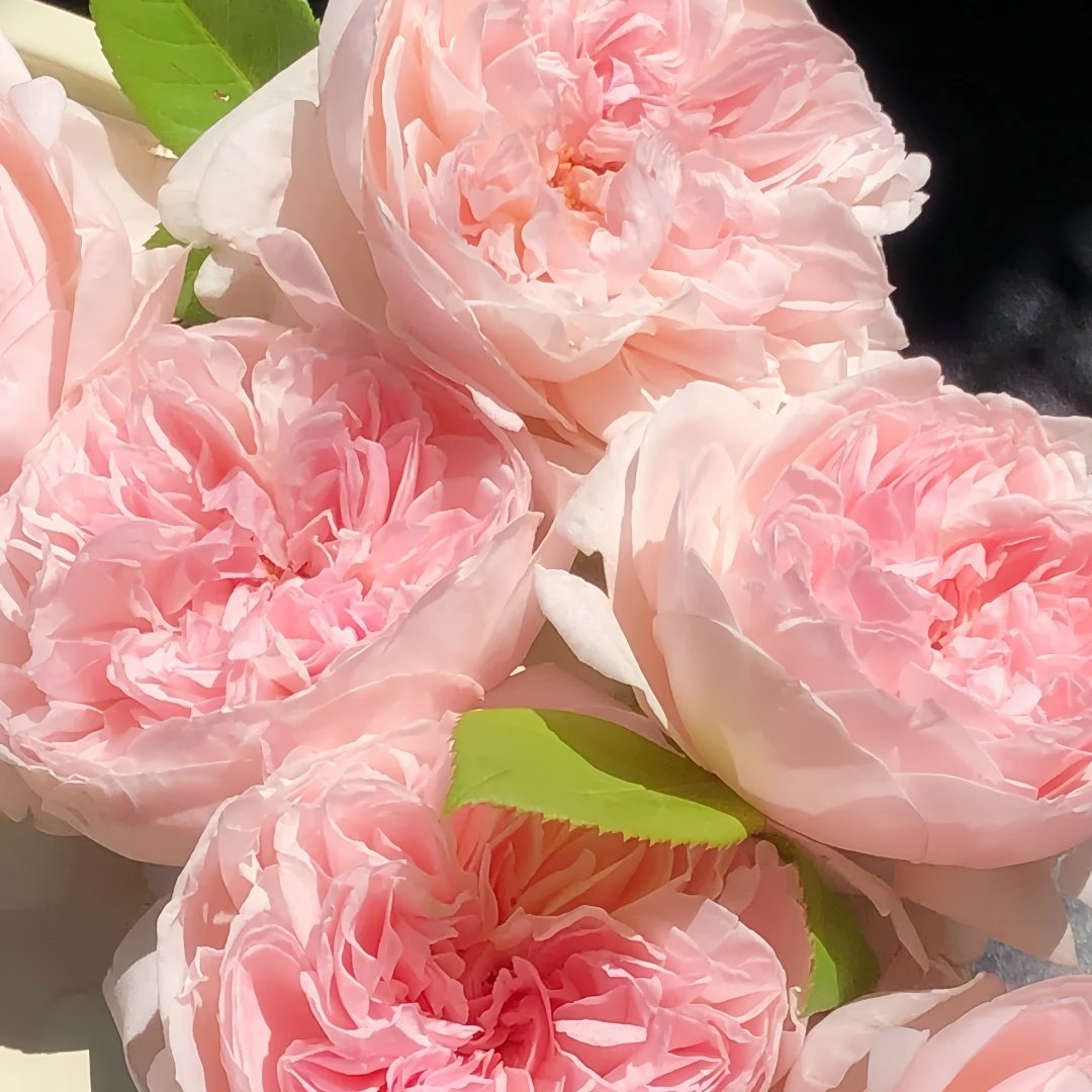 Peony Pink Rose Plant|芍药粉 image 7