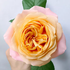 Apricot Lace Rose Plant|杏色蕾丝 image 3