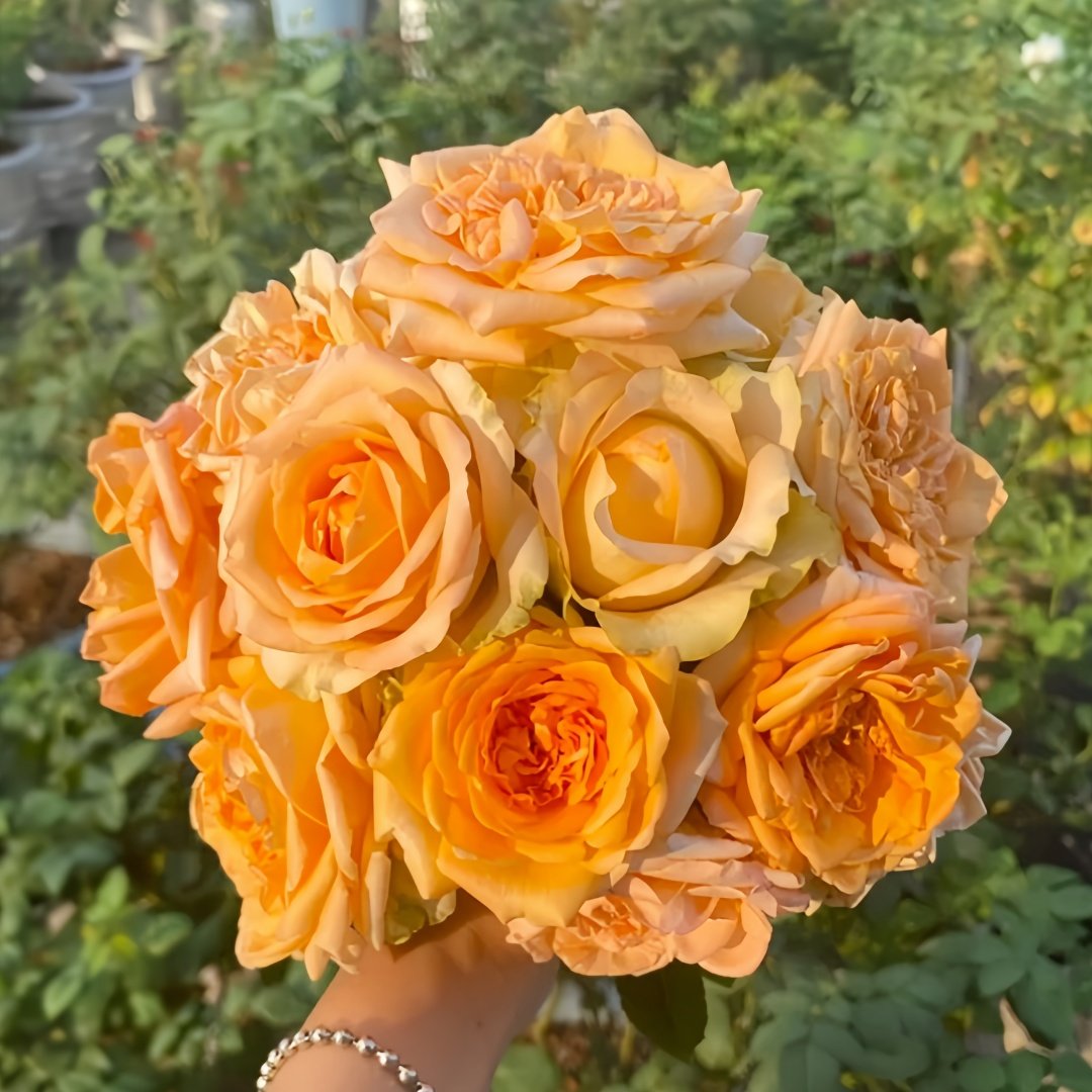 Kings Day Rose Plant｜国王日 image 0