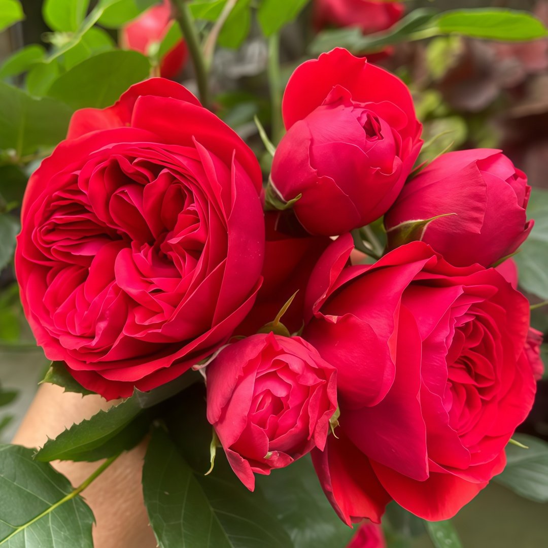 Red Apple Rose Plant｜红苹果 image 7
