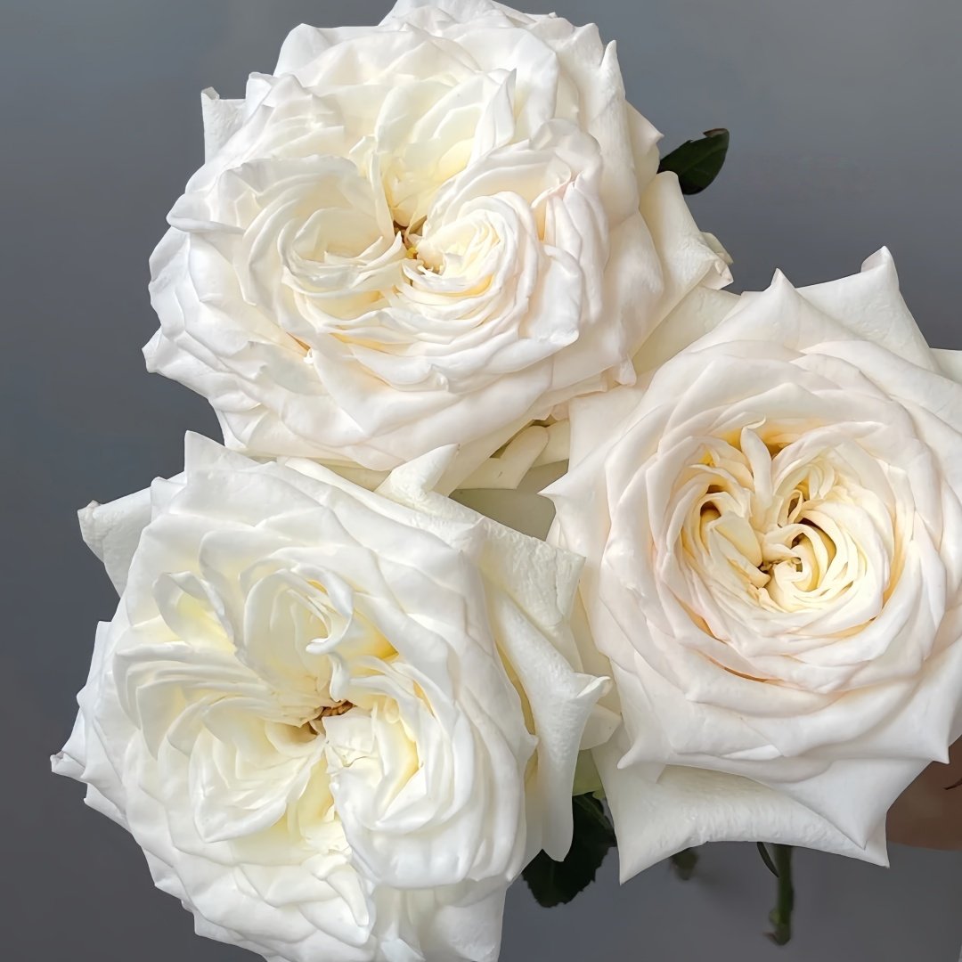 White Candlelight Rose Plant | 白烛光 image 6