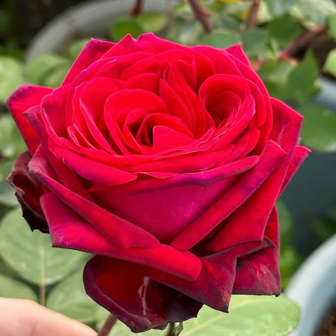Edith Piaf Rose Plant ｜伊迪丝皮雅芙 image 5
