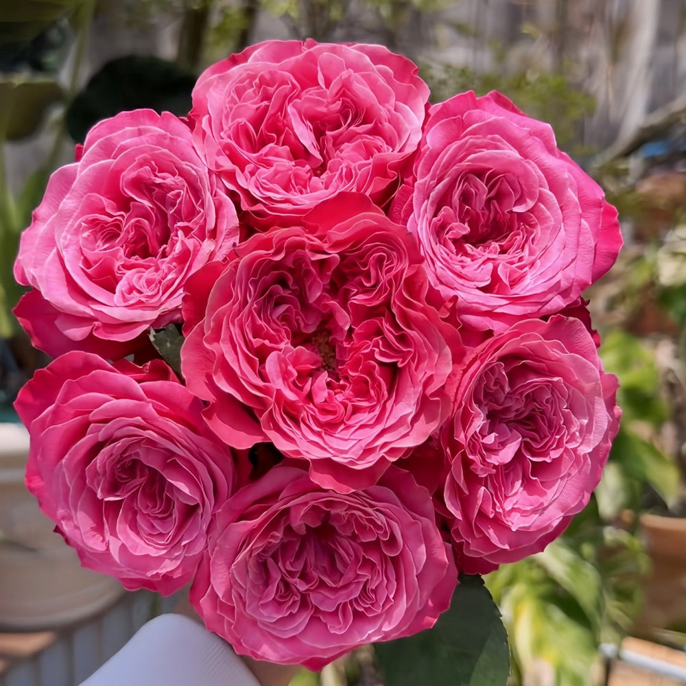 Villa Muze Rose Plant|穆兹别墅 image 3