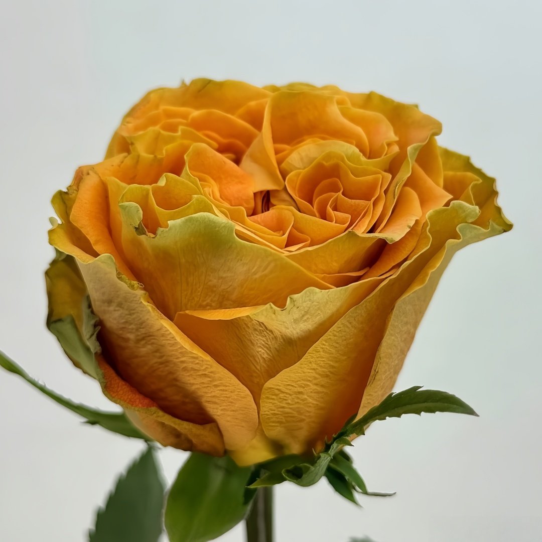 Copper Kiss Rose Plant|铜吻 image 5
