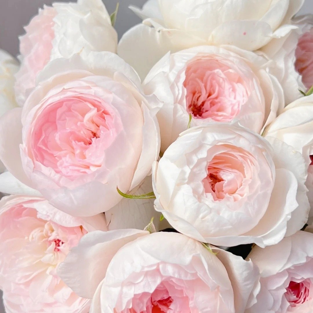 Arietta Rose Plant|小抒情曲 image 13