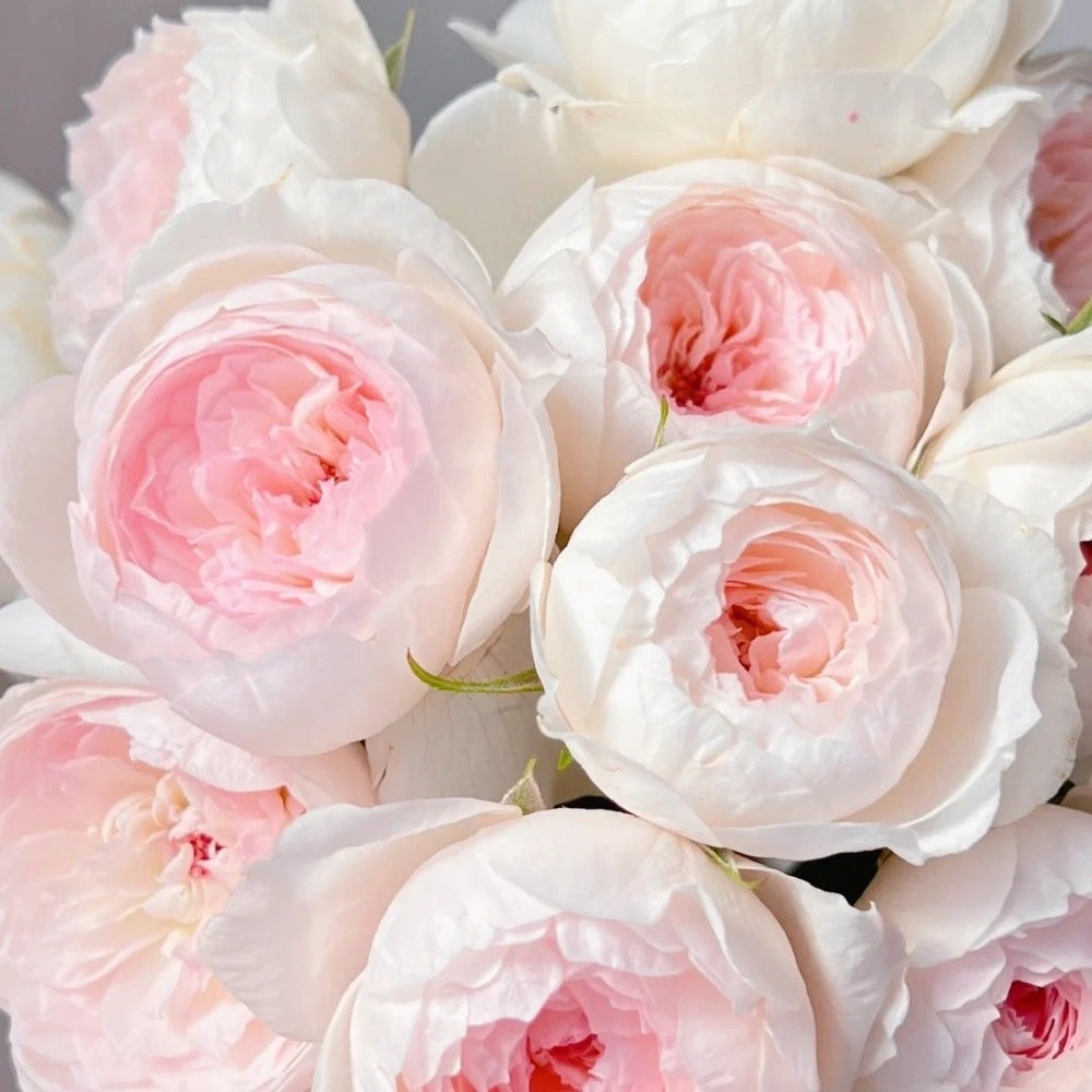 Arietta Rose Plant|小抒情曲 image 13