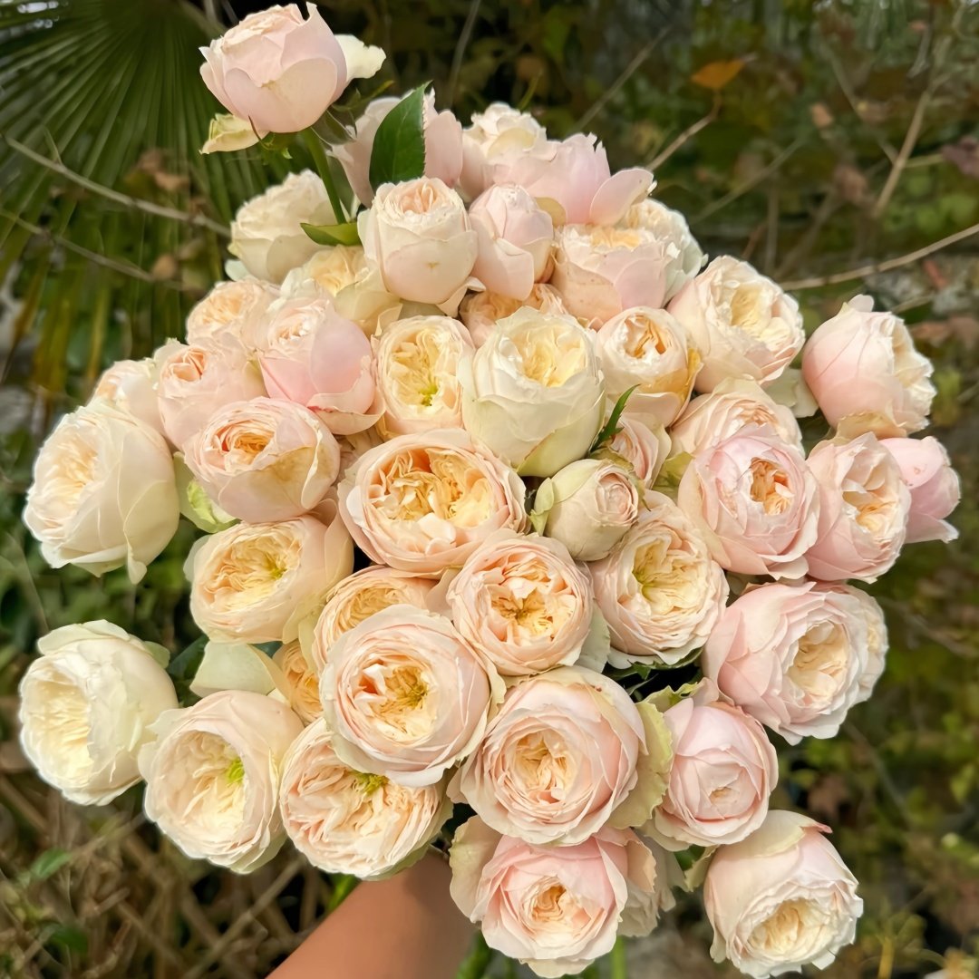 Darlington Rose Plant | 达林顿 image 7